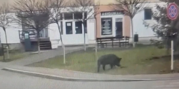 porcul maidanez din Turda Foto Captura video Turda News jpg