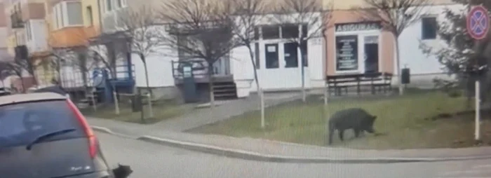„Porcul maidanez” din Turda Foto: Captură video Turda News