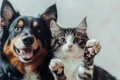 view cats dogs showing friendship jpg
