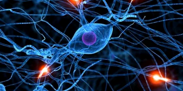 creier neurostiinta