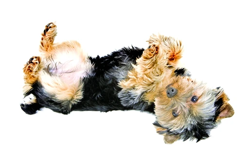 1 47750 original jpg jpeg