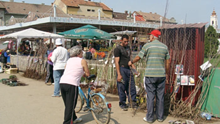 Arad: Puieţii au invadat pieţele arădene