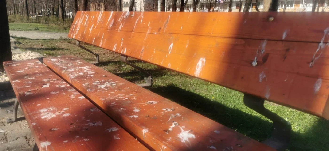 Băncile de pe Bulevardul Independenţei din Ploieşti, ”albite” de ciorile care şi-au făcut cuib în castani FOTO Diana Frîncu