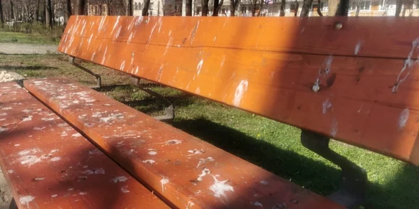 bulevardul castanilor ploiesti foto diana frincu