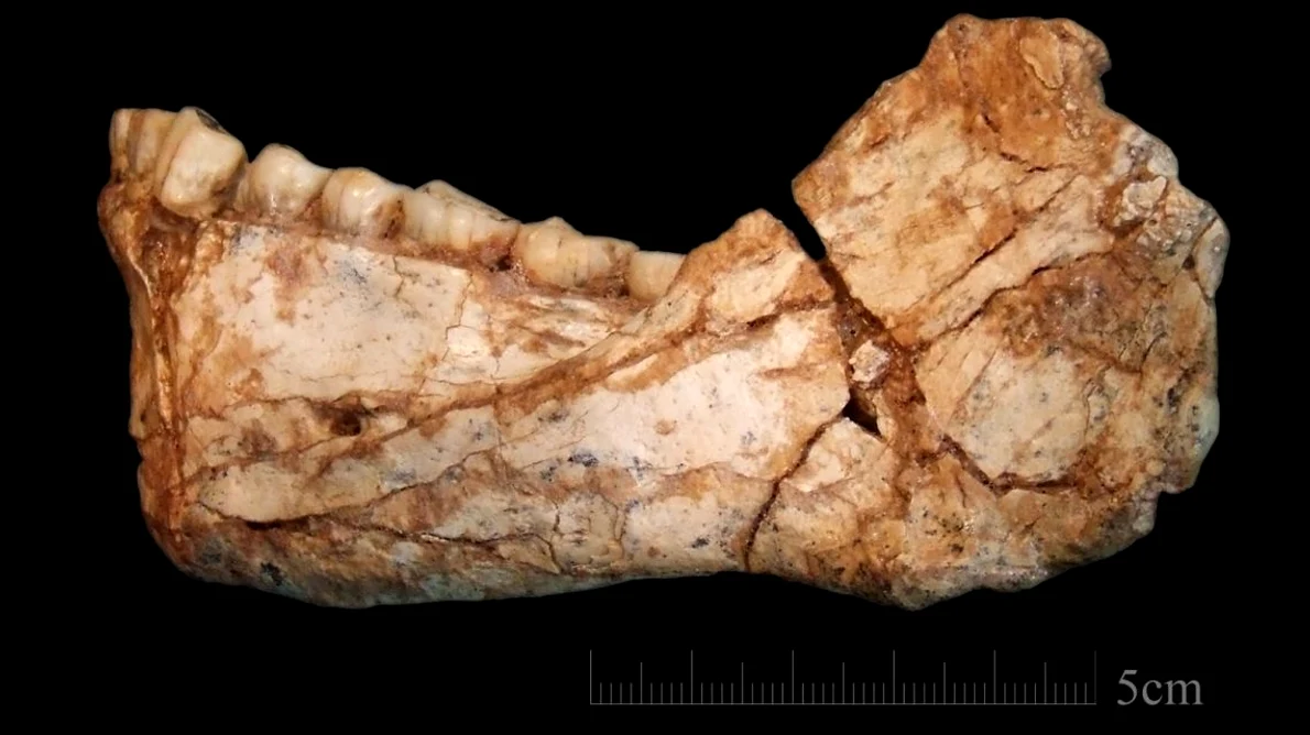 Cele mai vechi fosile de Homo Sapiens, descoperite în Maroc / FOTO jpeg