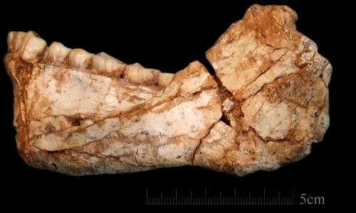 Cele mai vechi fosile de Homo Sapiens, descoperite în Maroc / FOTO  jpeg