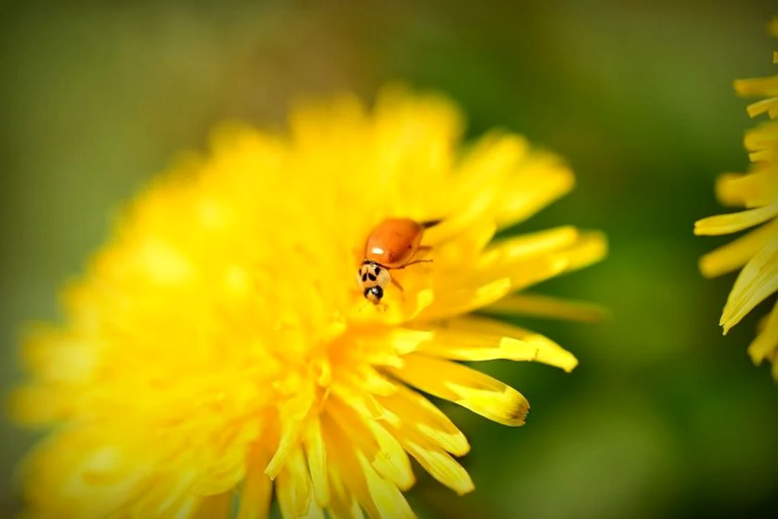 5 diuretice naturale, cu efect garantat