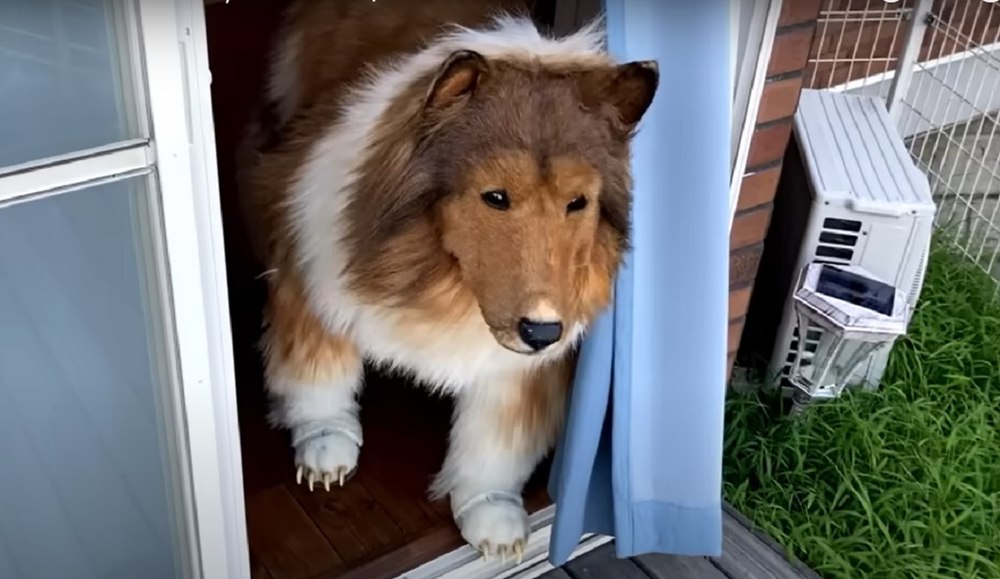 Un bărbat a plătit mii de dolari pentru a deveni câine. Prima sa plimbare în costum de animal, filmată VIDEO