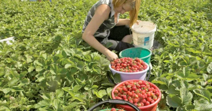 Norma zilnică a unui muncitor sezonier pe plantaţiile de căpşuni este de 50 de găleţi
