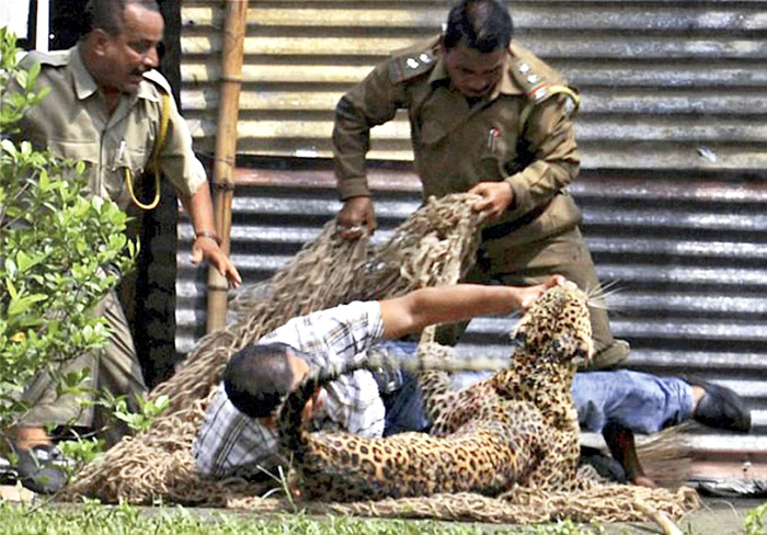 Un paznic s-a luptat corp la corp cu bestia dezlănţuită