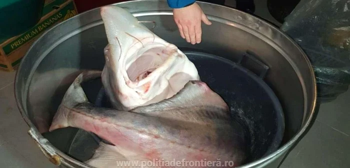 Un morun de 90 de kilograme a fost confiscat FOTO IGPF