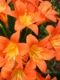 1 47366 original jpg jpeg