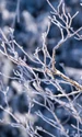 prognoza meteo 13 ianuarie jpg