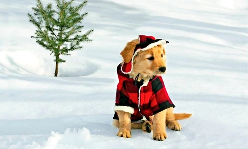 1 46850 original jpg jpeg