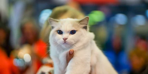 tiai ca pisicile pot alerga mai repede decat un atlet olimpic royal canin explica tiin a din spatele bunastarii lor png