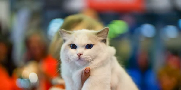 tiai ca pisicile pot alerga mai repede decat un atlet olimpic royal canin explica tiin a din spatele bunastarii lor png