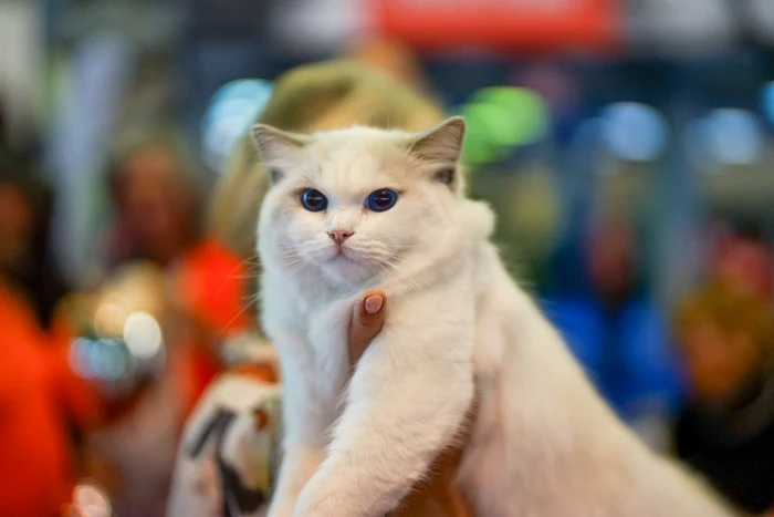 tiai ca pisicile pot alerga mai repede decat un atlet olimpic royal canin explica tiin a din spatele bunastarii lor png