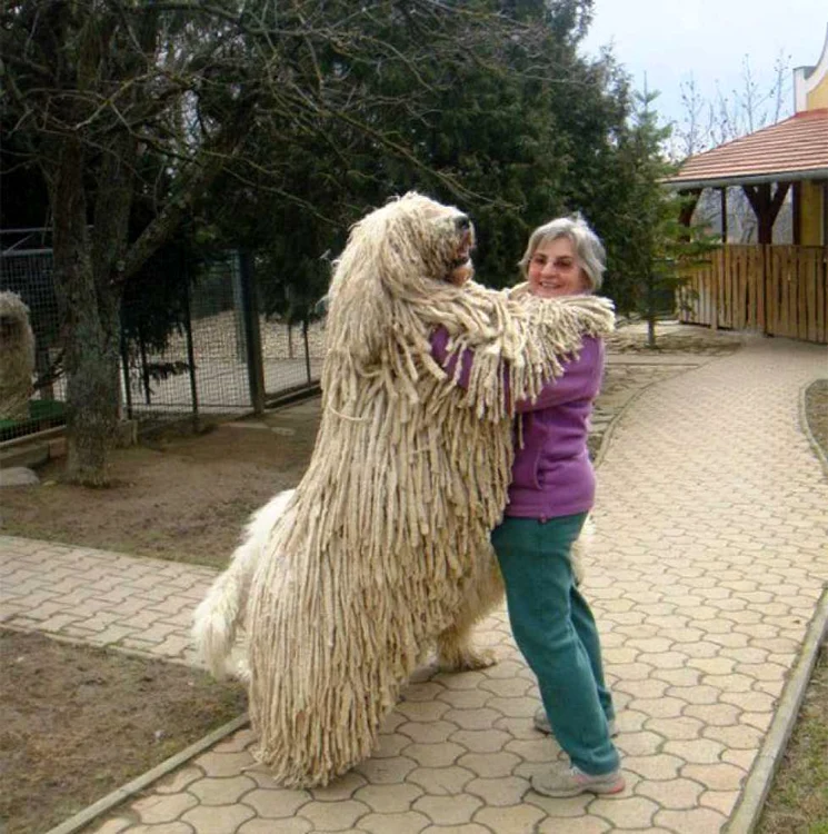 Caini care isi imbratiseaza stapanii FOTO Boredpanda 