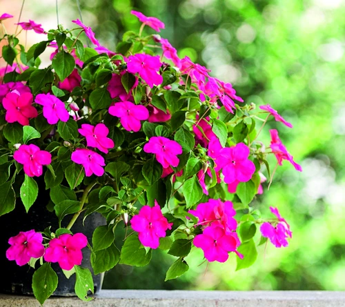 1 58709 original jpg jpeg