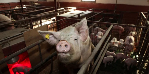 Ferma porci FOTO Adevărul