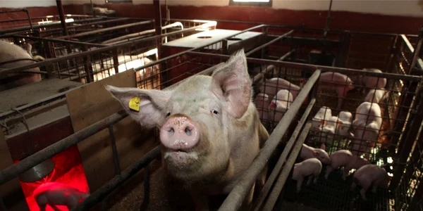 Ferma porci FOTO Adevărul