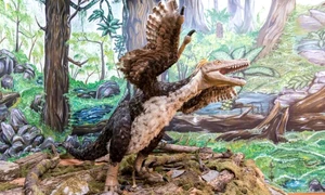 dinozauri tara hategului foto geoparcul tarii hategului