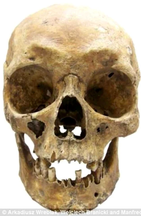 craniu adn
