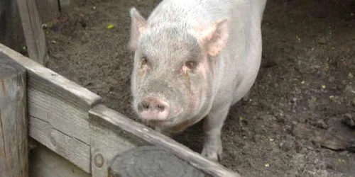 Porcii au scăpat de pistol și anul acesta