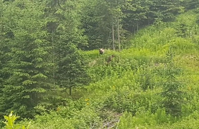 Urs fotografiat în Alba