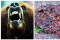 bear grylls a mancat excremente de urs in romania jpg