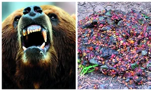 bear grylls a mancat excremente de urs in romania jpg