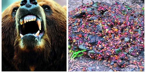 bear grylls a mancat excremente de urs in romania jpg
