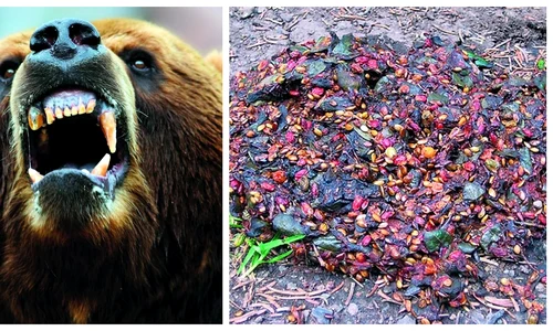 bear grylls a mancat excremente de urs in romania jpg