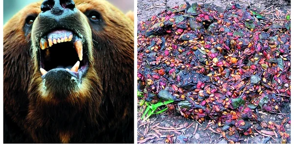 bear grylls a mancat excremente de urs in romania jpg