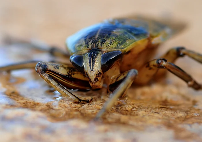 Femeia avea un gândac mort în vagin / foto: Pixabay