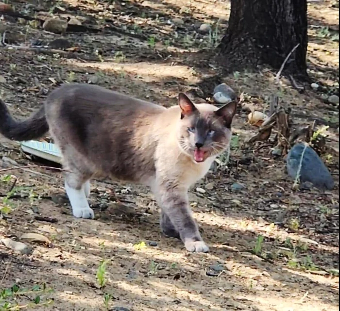 Felina s-a întors acasă, după două luni de „colindat”. FOTO: Captură video