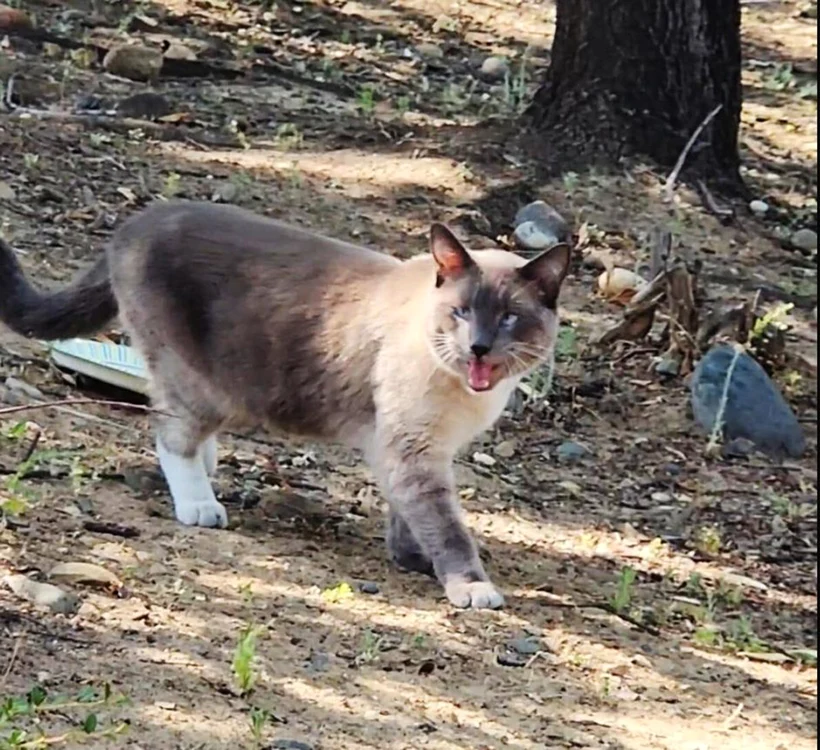Felina s-a întors acasă, după două luni de „colindat”. FOTO: Captură video