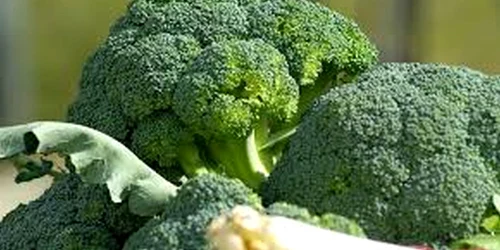 broccoli jpeg