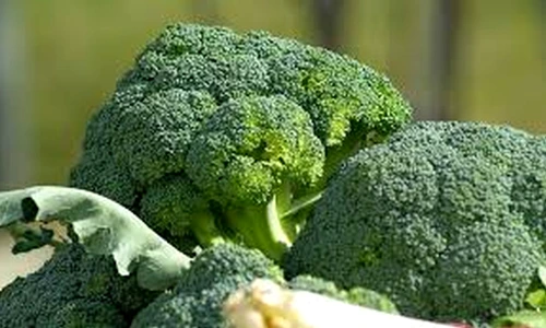 broccoli jpeg