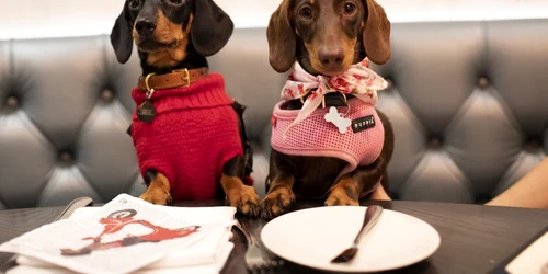  Câinii participă la A Sausage Dog Celebration în timpul Săptămânii câinilor la restaurantul M din Londra Mare Britanie FOTO Guliver / Getty images / John Phillips 