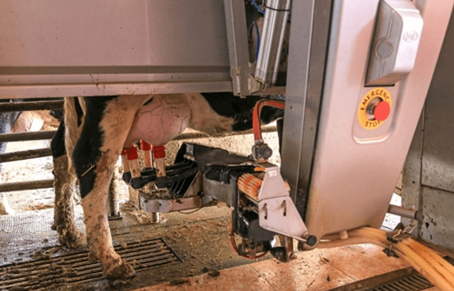 Roboți de muls vacile, pe fondul crizei de muncitori, la o fermă din România. Cum au reacționat animalele