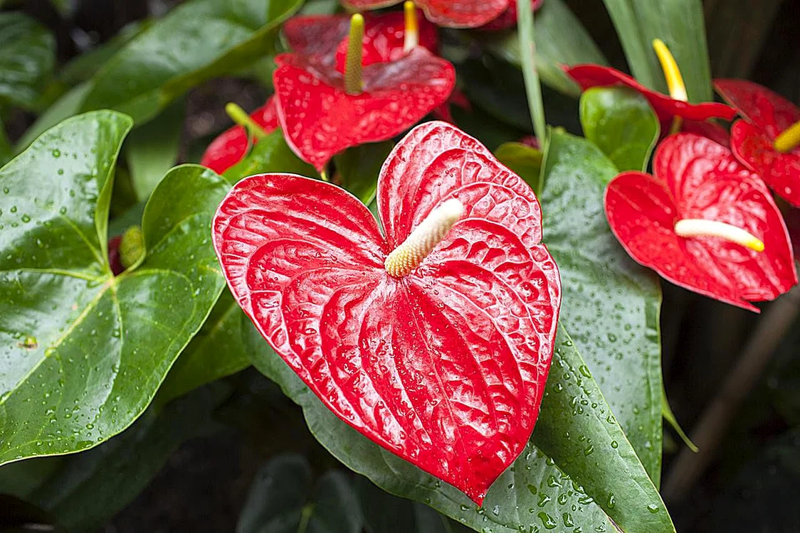 anthurium resized 58a47c133df78c475875c803 jpg jpeg