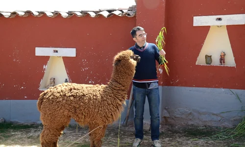 misu in peru alaturi de o alpaca animal specific peruvian jpeg