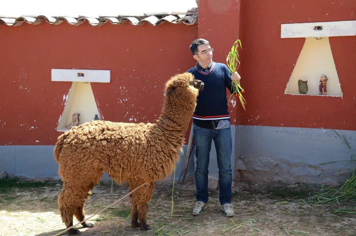 misu in peru alaturi de o alpaca animal specific peruvian jpeg