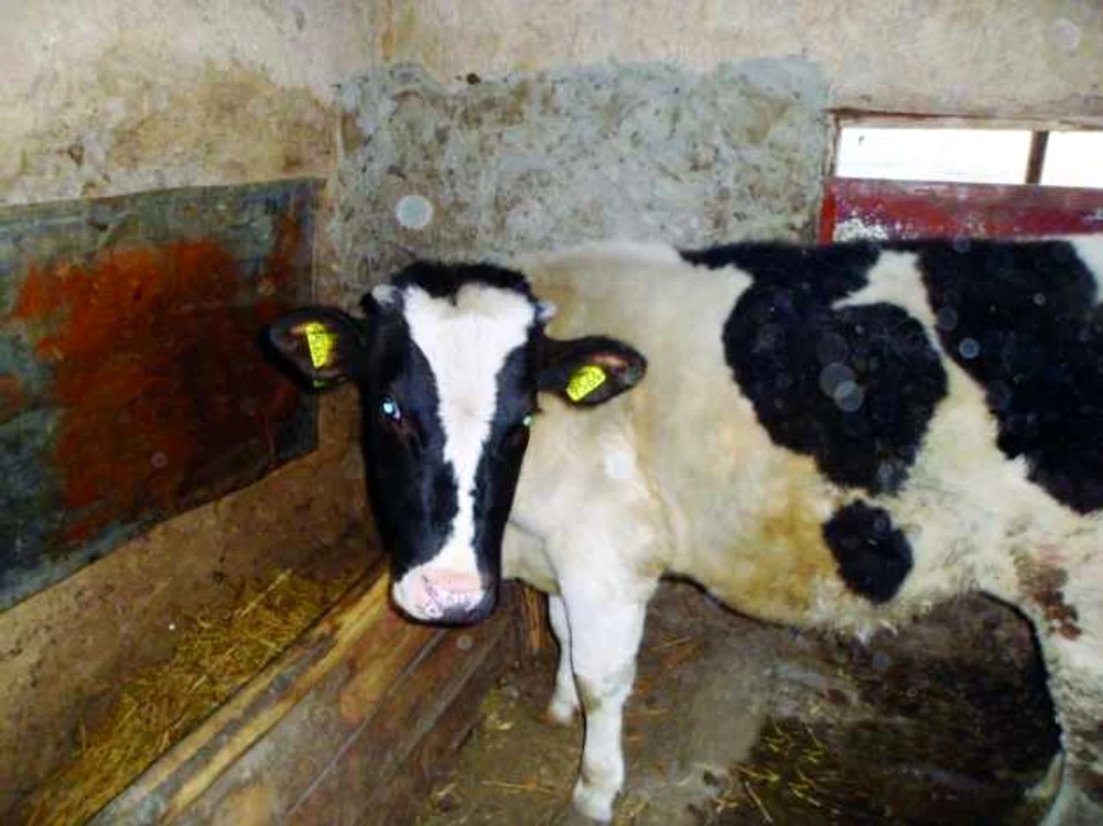 vaca in moldova
