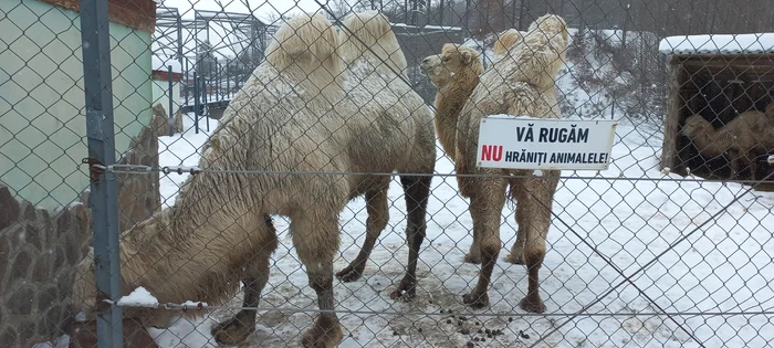 Hrană suplimentară în lupta cu gerul FOTO Ioan Buciumar