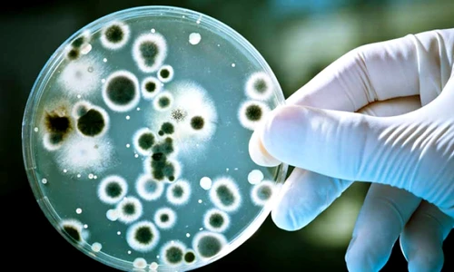 1 64079 original jpg jpeg