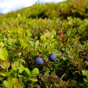 Afine Foto Pixabay (4) jpg