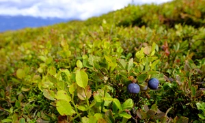 Afine Foto Pixabay (4) jpg