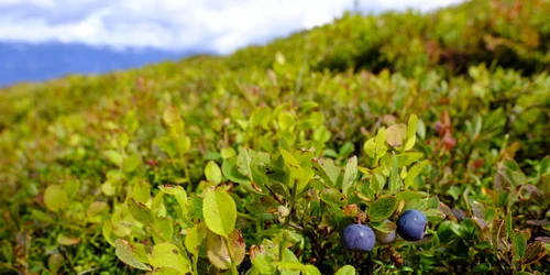 Afine Foto Pixabay (4) jpg